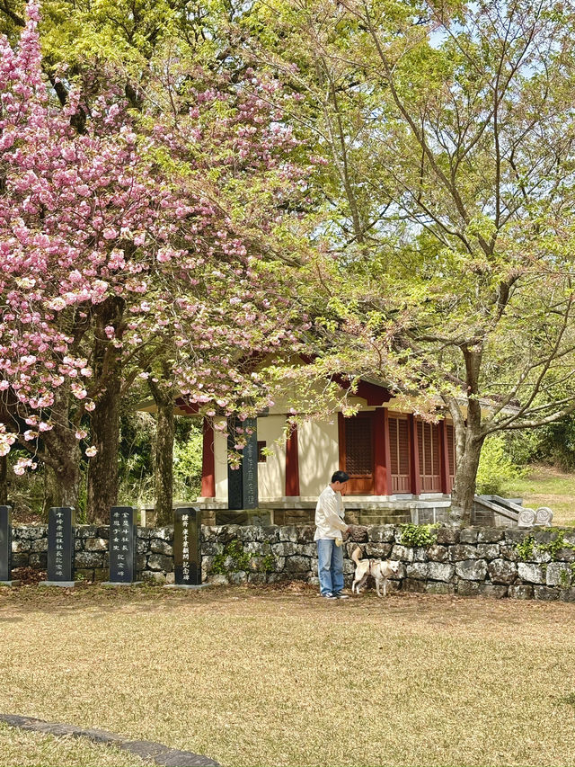 제주 겹벚꽃 동쪽여행