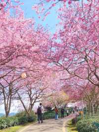 Cherry Blossoms & Brews: Discover the Enchanting Tea Garden of Yongfu