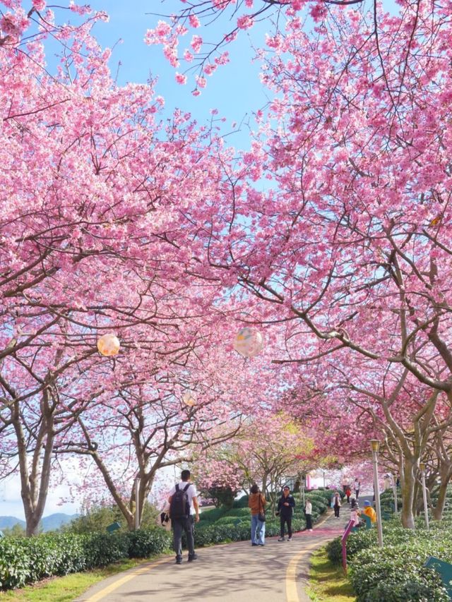 Cherry Blossoms & Brews: Discover the Enchanting Tea Garden of Yongfu
