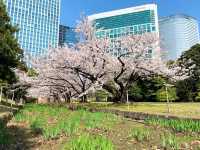 🌸 Hamarikyu Gardens: Sakura, Tea & Ocean Breezes – Tokyo’s Best-Kept Secret! 🌸