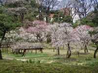 🌸 Time-Traveling Sakura: My Day in Koishikawa Korakuen’s Secret Garden 🌸