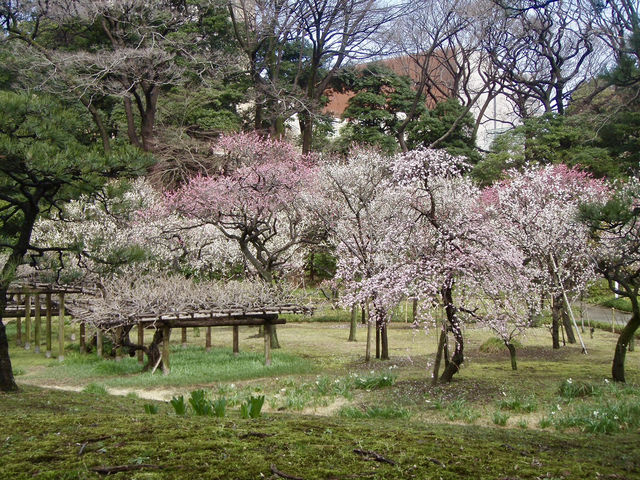 🌸 Time-Traveling Sakura: My Day in Koishikawa Korakuen’s Secret Garden 🌸