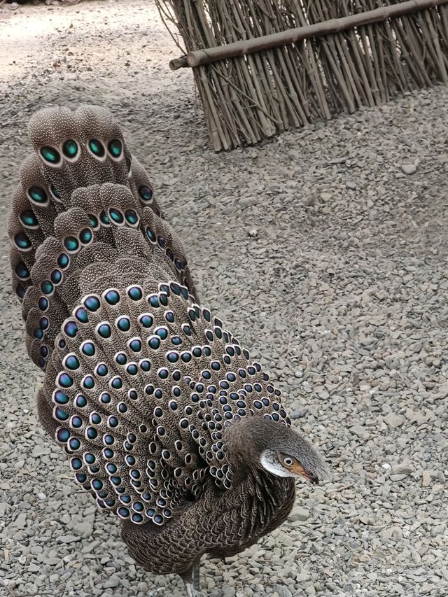 #鳳凰谷鳥園生態園區-南投縣鹿谷鄉