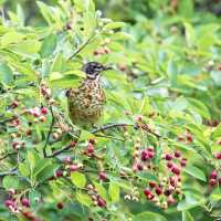 Peaceful Green Escapes to Explore in Birmingham 