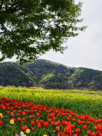 Changnyeong Nakdonggang Canola and tulip Flower festival 
