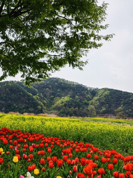 Changnyeong Nakdonggang Canola and tulip Flower festival 