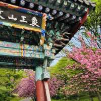Fluffy Double Cherry Blossoms of Munsusa Temple