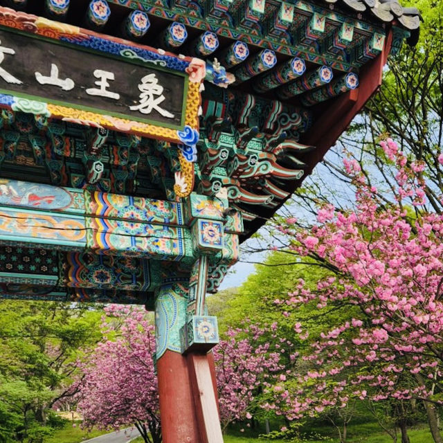 Fluffy Double Cherry Blossoms of Munsusa Temple