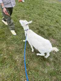 【岐阜県】やぎと散歩ができる？！🐐
