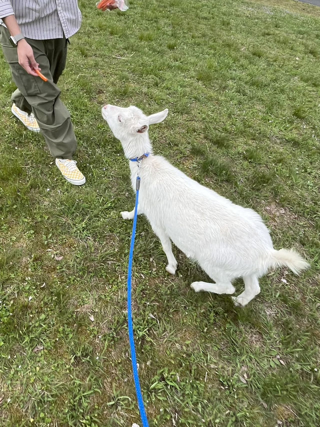 【岐阜県】やぎと散歩ができる？！🐐