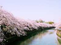 Ōoka River Cherry Blossom Walk: Yokohama's Best-Kept Sakura Secret