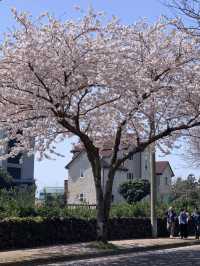 Under the Cherry Blossoms, Everyone Looks Beautiful 🌸✨