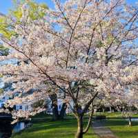 波拉梅公園·櫻花派對