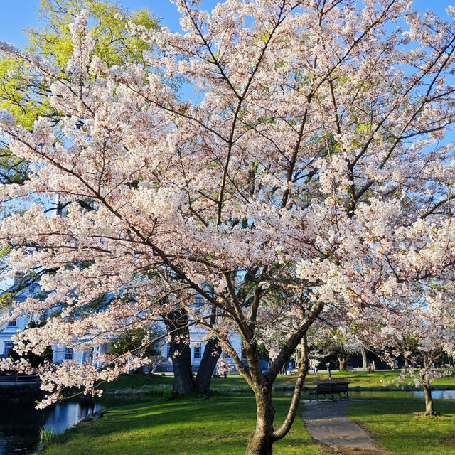 波拉梅公園·櫻花派對