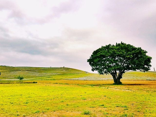 Hitachi Seaside Park: A Floral Wonderland in Ibaraki, Japan