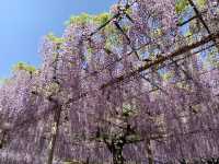 【限定イベント】曼陀羅寺公園の藤まつり