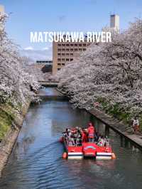 🌸พาชมซากุระสวยๆริมคลอง Matsukawa เมืองโทยาม่า