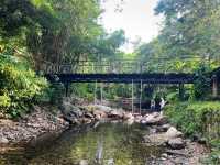 บ้านในหมง treehouse ระนอง
