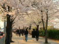 Cherry Blossoms at Yeouido Hangang Park: A Springtime Spectacle