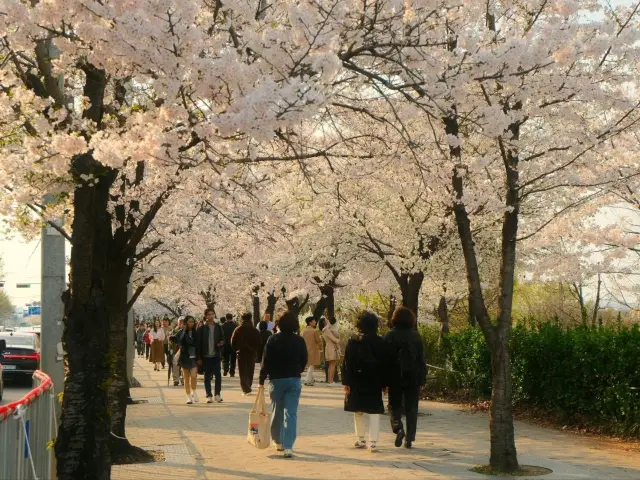 เทศกาลดอกซากุระที่สวนยออีโดฮันกัง: ความงดงามแห่งฤดูใบไม้ผลิ