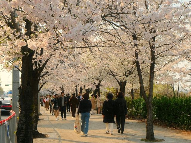 Cherry Blossoms at Yeouido Hangang Park: A Springtime Spectacle