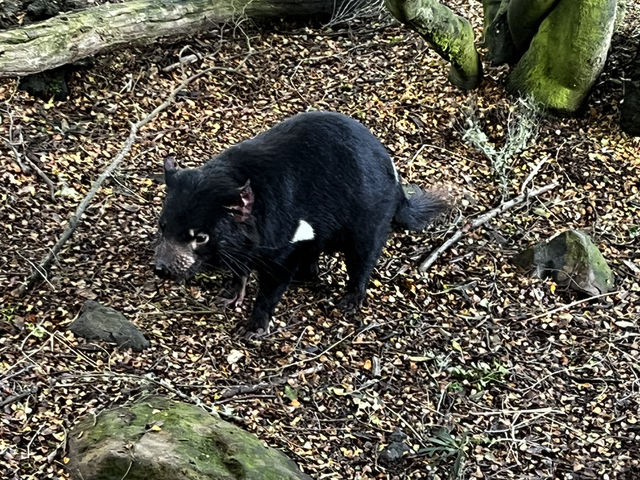 Great Staycation at Cradle Mountain Hotel