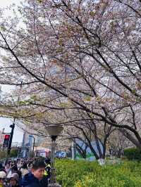 Petals and Platforms: When Shanghai’s Metro Becomes a Sakura Sanctuary
