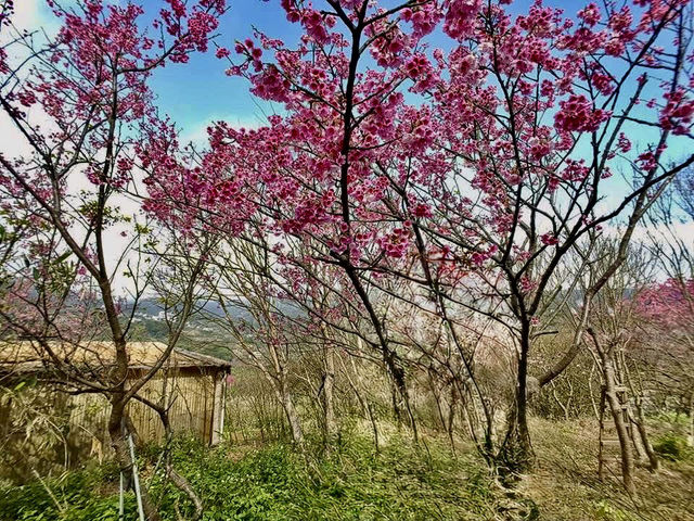 都市叢林的櫻花仙境又粉嫩爆開了