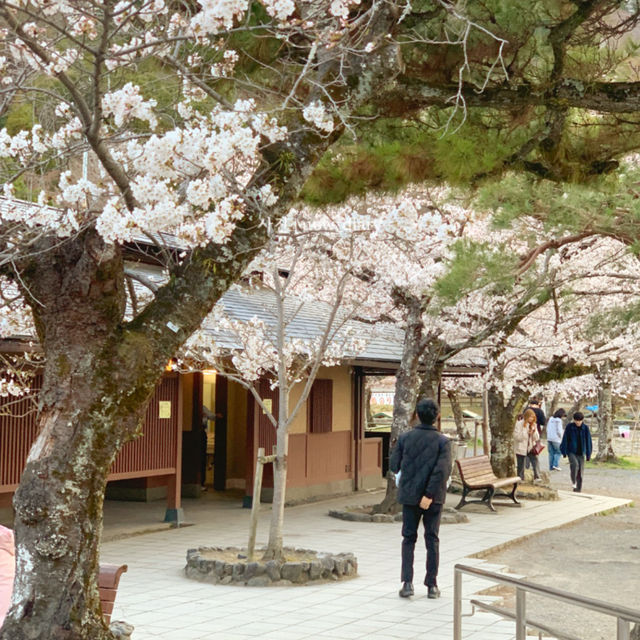 일몰시간에 가니 더 황홀했던 아라시야마 🌊🏞️🌅
