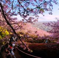 Matsuda Cherry Blossom Festival: Spring’s Early Arrival