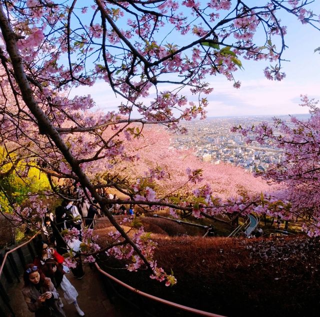Matsuda Cherry Blossom Festival: Spring’s Early Arrival