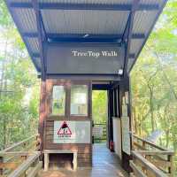 Above the Canopy: Walk on the Wild Side at MacRitchie 🇸🇬