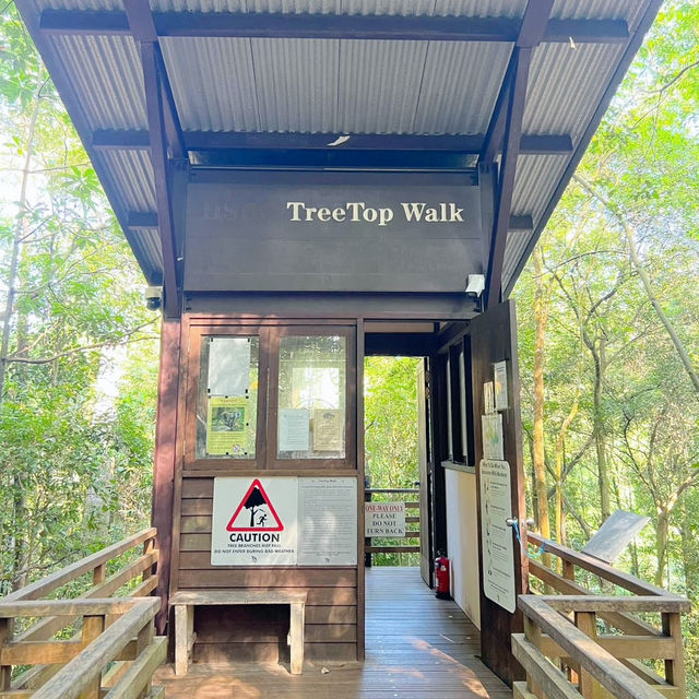 Above the Canopy: Walk on the Wild Side at MacRitchie 🇸🇬