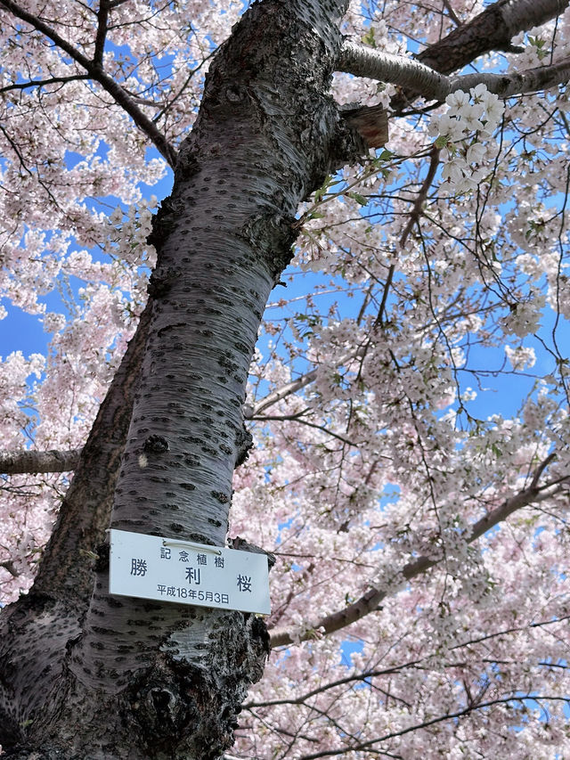 2025五月北海道獨遊追櫻之旅🌸 - 第二彈