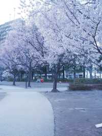 東京到仙台賞櫻：在市區就可以欣賞夜櫻
