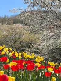 🌸💐 Spring Collides in Full Bloom at Ansan’s Secret Garden｜Cherry Blossoms x Tulips Explosion 💕