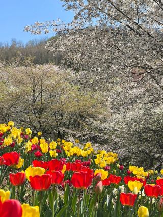 🌸💐 Spring Collides in Full Bloom at Ansan’s Secret Garden｜Cherry Blossoms x Tulips Explosion 💕