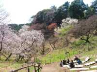 Cherry Blossoms Without the Chaos