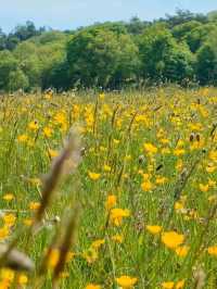 Sheringham Park, Norfolk – A Hidden Gem of the North Norfolk Coast