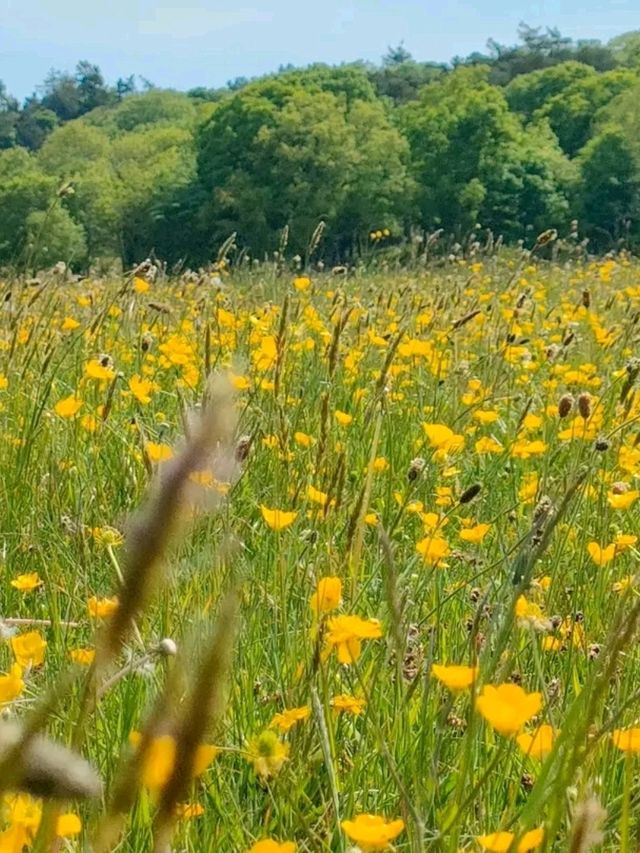 Sheringham Park, Norfolk – A Hidden Gem of the North Norfolk Coast