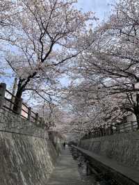 一本松川綠道，靜靜盛開的櫻花風景。