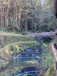 alishan national park