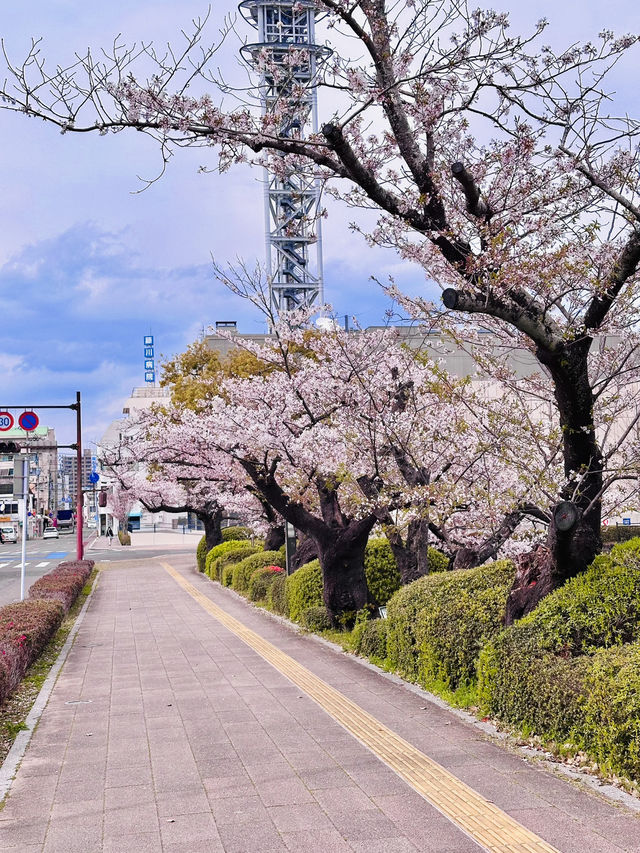 Where Books Meet Blossoms: A Quiet Spring Escape at Saga Prefecture Library