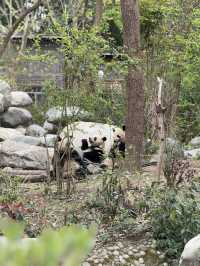 Trip to chengdu 