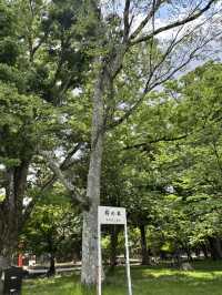 【京都】世界文化遺産のひとつ　上賀茂神社