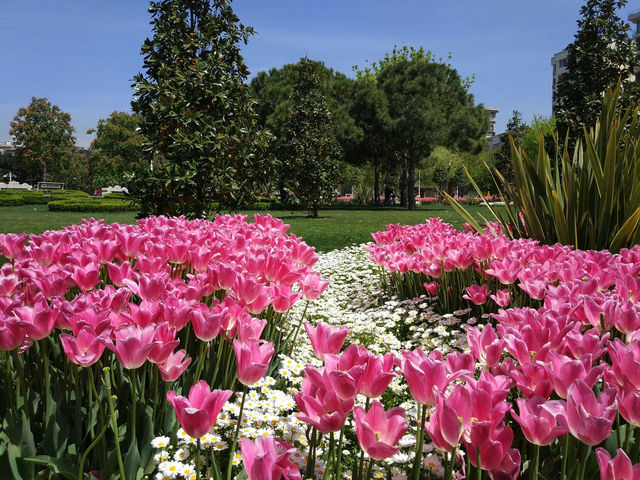 Istanbul’s Gülhane Park: Tulips and Traditions