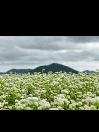 The flowers season in Jeju- Boromwat Seogwipo