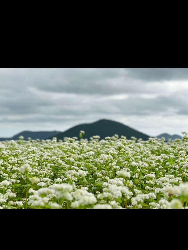 The flowers season in Jeju- Boromwat Seogwipo