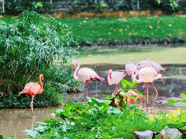 Take Some Time to Visit the Zoo 🐾