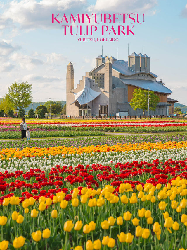 Kamiyubetsu Tulip Park สวนทิวลิปที่สวยสุดในญี่ปุ่น